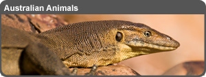 Australian%20Animals%20Lightbox