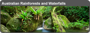 Australian%20Rainforests%20Lightbox