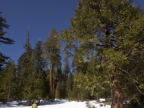 Lisa snowshoeing at Black Springs