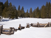 Black Springs