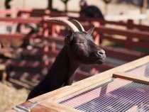 A stop at the petting zoo along the way