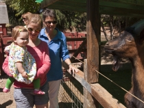 Enjoying the petting zoo at Train Town