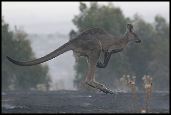 Black Saturday Bushfires