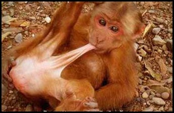Reasons Not To Take Kids To The Zoo
