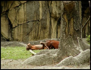 Reasons Not To Take Kids To The Zoo