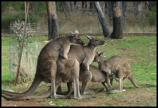 Reasons Not To Take Kids To The Zoo