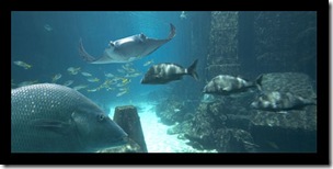 Aquarium II