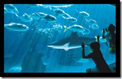 Aquarium I