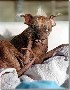 Ugly Dog