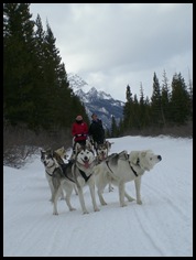 Snowy Owl dog-sled tours