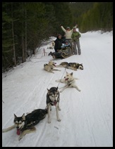 Snowy Owl dog-sled tours