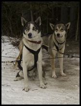 Snowy Owl dog-sled tours