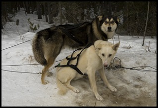 Snowy Owl dog-sled tours