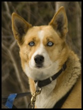 Snowy Owl dog-sled tours