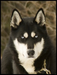 Snowy Owl dog-sled tours