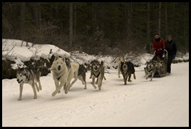 Snowy Owl dog-sled tours