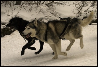 Snowy Owl dog-sled tours
