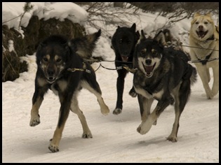 Snowy Owl dog-sled tours
