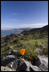 A lone California Poppy and the Golden Gate Bridge in the background
