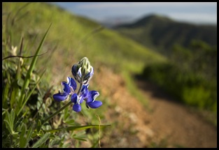 SCA Trail wildflower