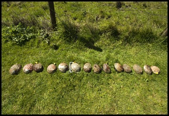 Our 15 abalone limit for the day