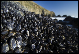 More mussels...