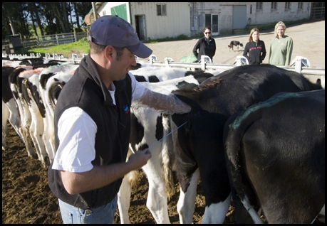 A very close and personal tour of the Bodessi dairy