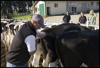 A very close and personal tour of the Bodessi dairy