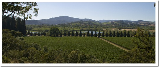 View from Copain Winery