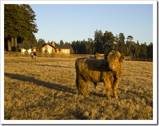Longhorns on tha ranch