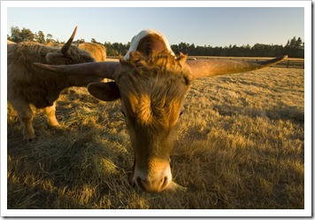 Longhorns on tha ranch