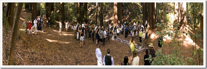 Wedding in the redwoods