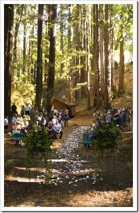Wedding in the redwoods