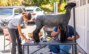 The Final Shear