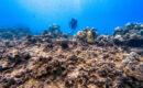 Open Water Diver