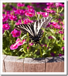 One of the butterflies that liked the flowers outside the cabin