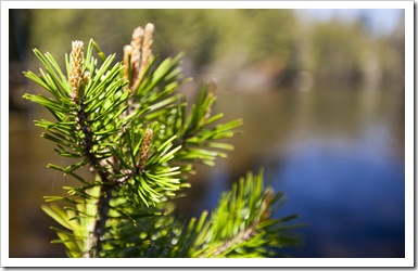 New growth at Utica Reservoir