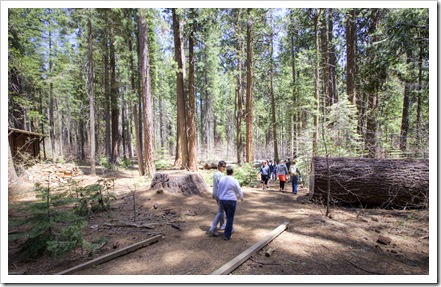 Jenni and Laura walking through the North Grove in Big Trees State Park