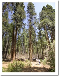 Walking through the towering redwoods of the North Grove in Big Trees State Park