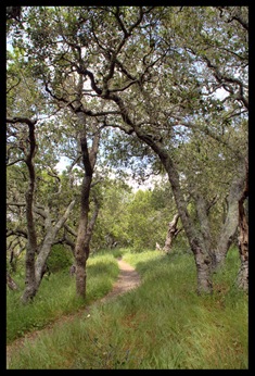 Petaluma Singletrack
