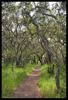 Petaluma Singletrack