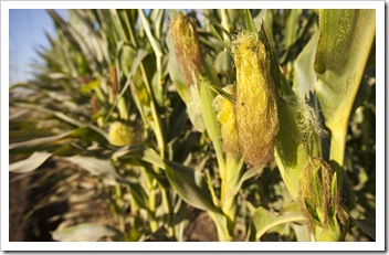 Silage corn almost ready to be harvested