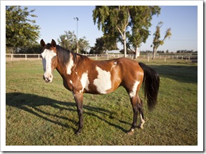 Brooke's paint Cheyenne