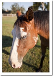 Brooke's paint Cheyenne