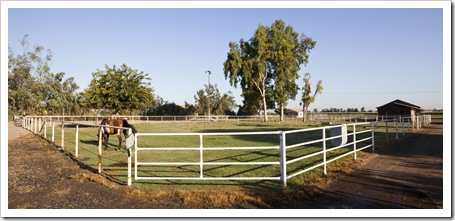Cheyenne and the horse paddocks