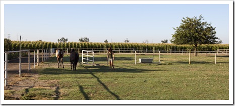Brooke tending to the horses