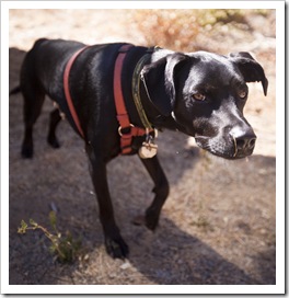 Toby ready to go fishing at McKay's Dam