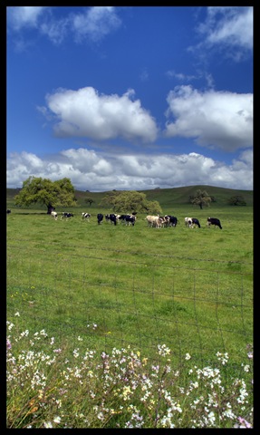 IMG_4586_7_8_tonemapped_5100 copy