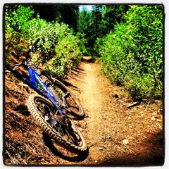 Arnold singletrack