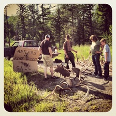 $1000 for a set of elk antlers on the side of the road in Martin City